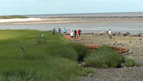 Restore America S Estuaries Partnership For The Delaware Estuary