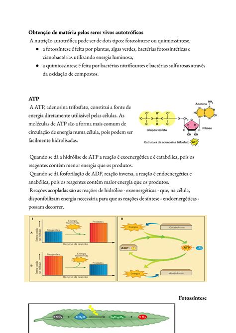 SOLUTION Resumo Biologia 10 Ano Fotoss Ntese Transpira O E Transportes