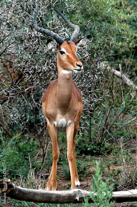 impala stock photo adobe stock