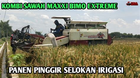 Panen Pinggir Selokan Irigasi Desa Kombi Sawah Maxxi Bimo Extreme