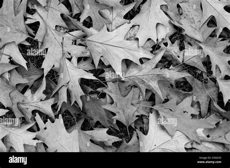leaves  autumn black  white stock  images alamy