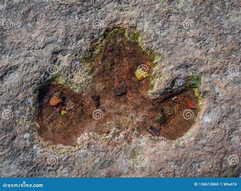 Footprint Of Dinosaur Carnotaurus On Ground Near Stream At Phu Faek