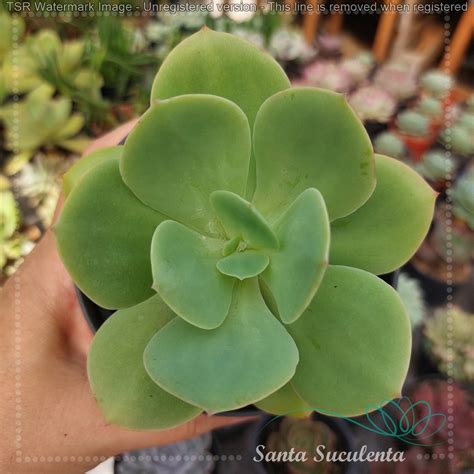 Echeveria Gibbiflora Godzilla Pt Cm Santa Suculenta