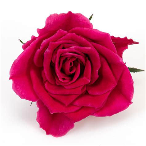 Nyheder / News / Neuheiten | Rosa Danica