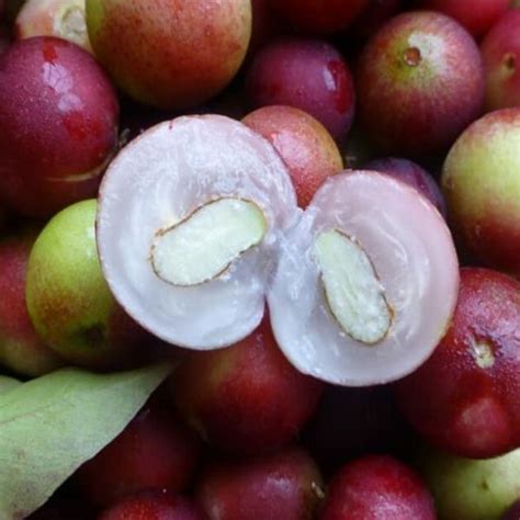 Buy Camu Camu Layering Fruit Plant Online Greens Of Kerala