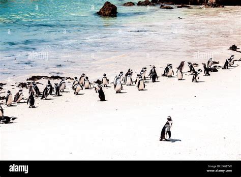 Penguins On The Beach On A Hot Summers Day Stock Photo Alamy