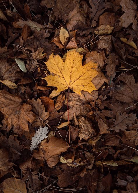 Leaves Autumn Foliage Dry Hd Phone Wallpaper Peakpx