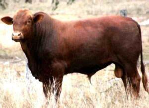 Florida Cracker Cattle: Origin, Characteristics, Uses