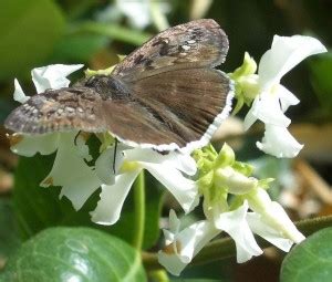 Cuba National Flower – Butterfly Jasmine