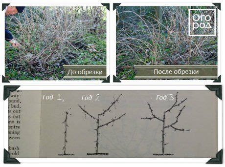 Сажаем крыжовник правильно – памятка садоводу | В саду (Огород.ru)