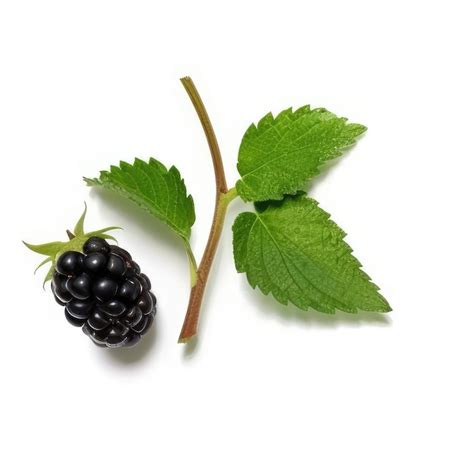 premium photo  blackberry   leaf   blackberry