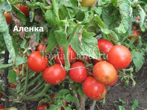 Томат Аленка: описание и характеристика сорта, ОТЗЫВЫ, фото | tomatland.ru