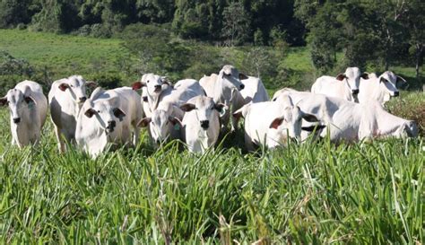 Raio Mata Pecuarista E 30 Vacas Na Cidade De Loanda No Paraná