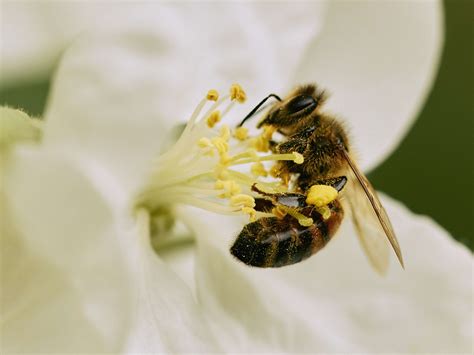 Help Your Bees Pollinate With This Easy Water Station - Parade Home