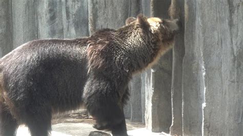 エゾヒグマの とんこさん♪ もうじゅう館 初めての旭山動物園 00183 Youtube