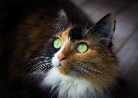 beautiful cat  cat world