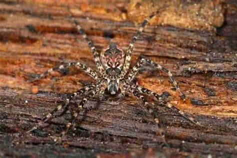 12 Common Spiders In Alaska Pictures Wildlife Informer