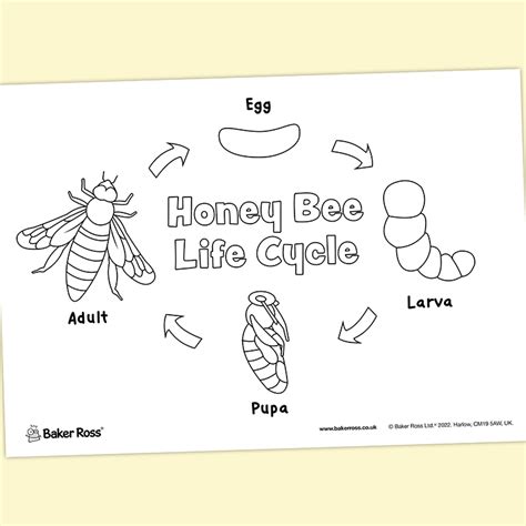 Honeybee Life Cycle Craft Activity Guide Baker Ross