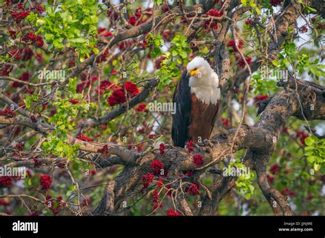 African Fish Eagle In Kruger National Park South Africa Specie