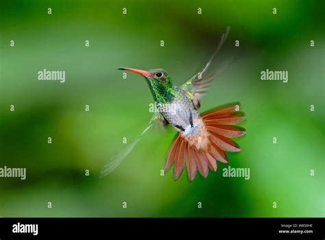 rufous tailed hummingbird  res stock photography  images alamy