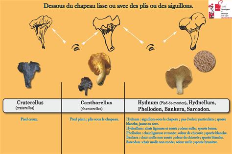 Classification des Champignons - Planches