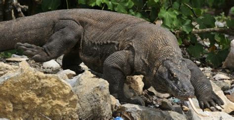 Komodo dragon attacks tourist in Indonesia