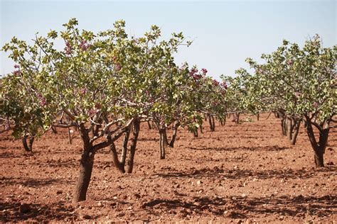 fistik-agaclari – Urfa Haber | Urfa Rehber | Urfa Tarihi