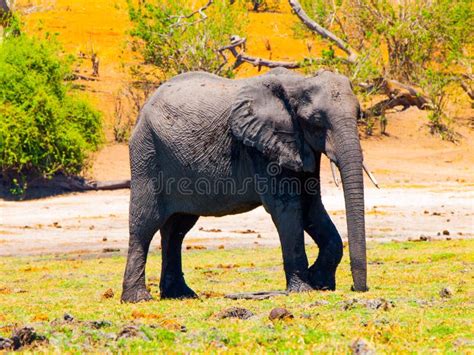 Elefante Africano Enorme Isolato Su Fondo Bianco Immagine Stock