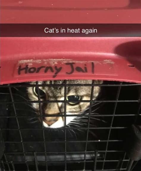 The Real Horny Jail R Hornyjail