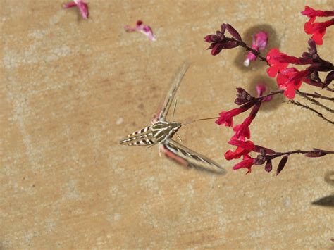 creature feature hawk moth