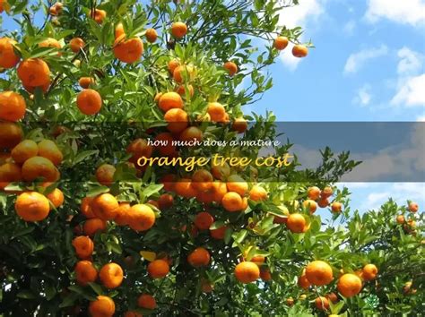 Uncovering The Price Of Mature Orange Trees What To Expect When
