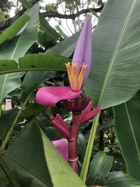 Ornamental Banana Bloom and fruits in the park : r/plants