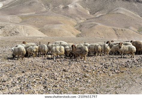 Sheep Naked Images Stock Photos Vectors Shutterstock