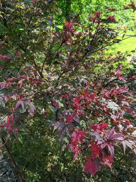 Acer Palmatum Ssp Matsumurae Kasagiyama Fresh Green Seed Bonsai