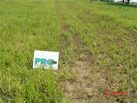 Prussic Acid Precautions Frost And Sorghum Sudangrass — Cisco Farm Seed