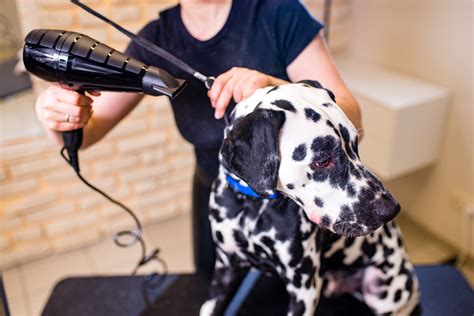 Watch Dog Groomers Step By Step Process For Turning Poodle Into