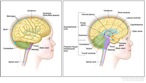 Brainstem Definition Anatomy Parts Function Kenhub