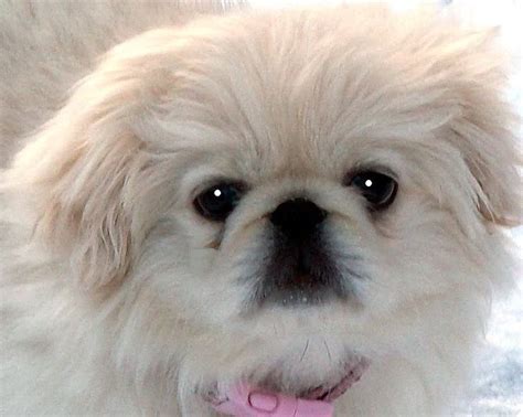 379 Best Cute Pekingese Images On Pinterest Doggies Japanese Chin