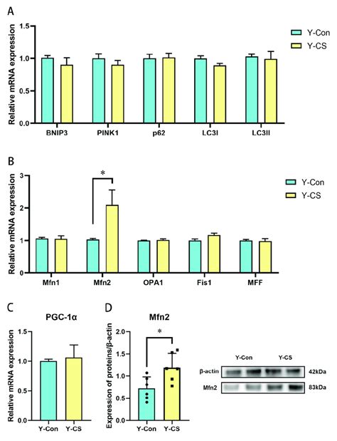 Chronic Cold Exposure Disrupts The Mitochondrial Kinetic Balance In