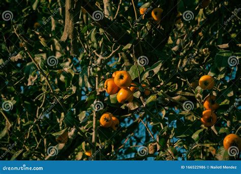 Crataegus Mexicana Tejocote On White Background Stock Image