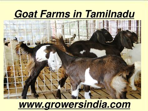 goat farms  tamilnadu powerpoint