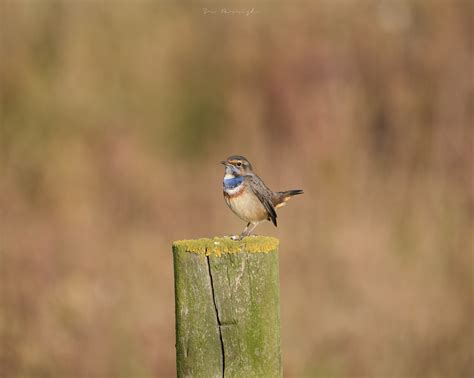 Ruise Or Pechiazul Luscina Svecica Sr Parrish Flickr