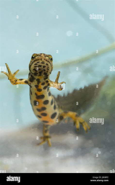 life cycle newts amphibia amphibian markings  res stock photography