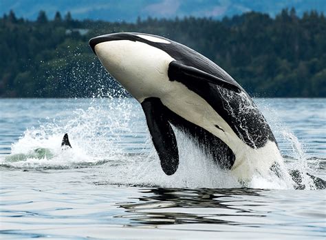 Whale Watching Vancouver - Prince of Whales Wildlife Tours