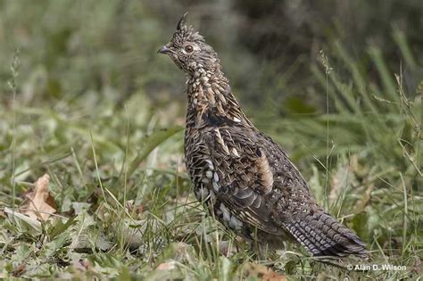 Ruffed Grouse Id Facts Diet Habit And More Birdzilla
