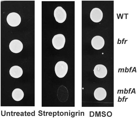 Sensitivity Of The Double Mutant Strain To Streptonigrin Cells Of The