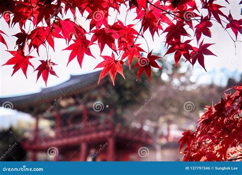 Red Leaves Of Maple Tree At Dodong Seowon Dalseonggun Daegu South