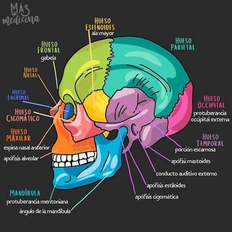 Pin de COMZALTERRAX en COMZALTULL SKULL en 2024 Anatomía médica