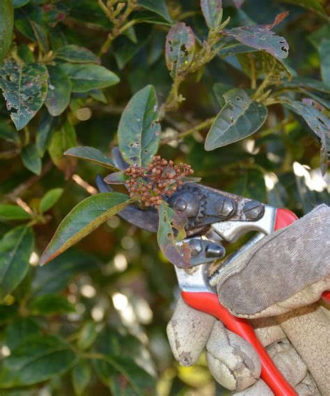Pruning Viburnum Bushes at Simon Henley blog