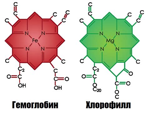 Хлорофилл Жидкий: применение, польза и вред - Блог Врача